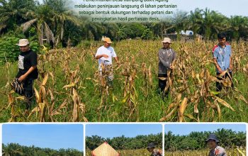 Pemerintah Kampung Bukit Agung Komitmen Dukung Ketahanan Pangan Jagung Pipil