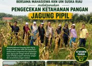 Dukung Swasembada Pangan, Mahasiswa KKN UIN Suska Riau dan Bhabinkamtibmas Cek Lahan Jagung di Bukit Agung