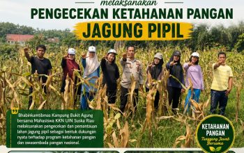 Dukung Swasembada Pangan, Mahasiswa KKN UIN Suska Riau dan Bhabinkamtibmas Cek Lahan Jagung di Bukit Agung