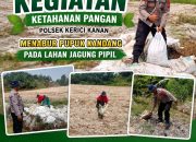Kanit Binmas Polsek Kerinci Kanan Bersama Kelompok Tani Tabur Pupuk Kandang, Perkuat Jagung Pipil Kuartal III 2026