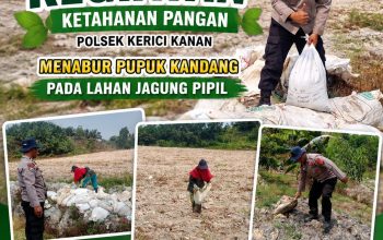 Kanit Binmas Polsek Kerinci Kanan Bersama Kelompok Tani Tabur Pupuk Kandang, Perkuat Jagung Pipil Kuartal III 2026