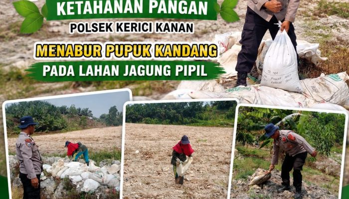 Kanit Binmas Polsek Kerinci Kanan Bersama Kelompok Tani Tabur Pupuk Kandang, Perkuat Jagung Pipil Kuartal III 2026