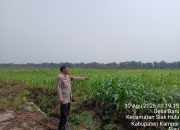 Polsek Siak Hulu Cek Lahan Jagung 1 Hektare di Desa Baru, Dukung Program Ketahanan Pangan