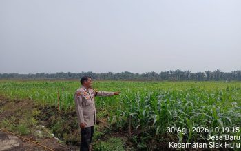 Polsek Siak Hulu Cek Lahan Jagung 1 Hektare di Desa Baru, Dukung Program Ketahanan Pangan
