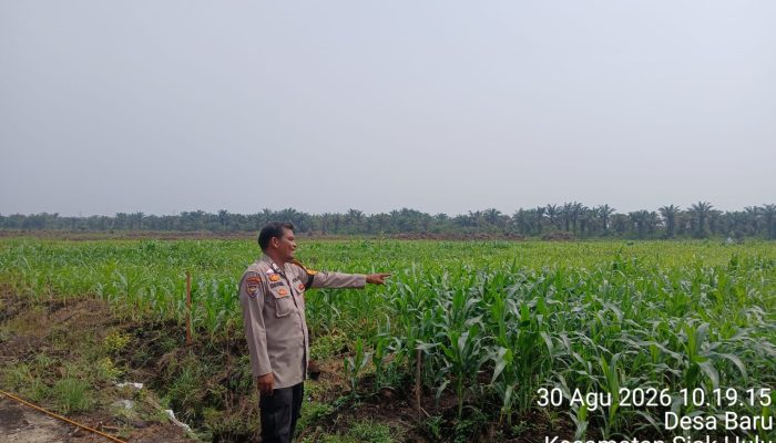 Polsek Siak Hulu Cek Lahan Jagung 1 Hektare di Desa Baru, Dukung Program Ketahanan Pangan