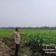 Polsek Siak Hulu Cek Lahan Jagung 1 Hektare di Desa Baru, Dukung Program Ketahanan Pangan