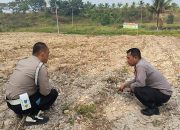 Selama 7 Hari Setelah Tanam, Kanit Binmas dan Kanit Provos Polsek Kerinci Kanan Cek Perkembangan Jagung