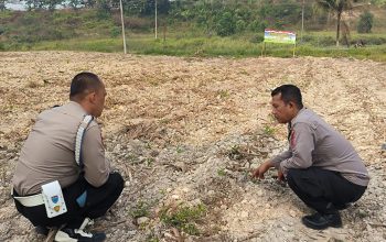 Selama 7 Hari Setelah Tanam, Kanit Binmas dan Kanit Provos Polsek Kerinci Kanan Cek Perkembangan Jagung