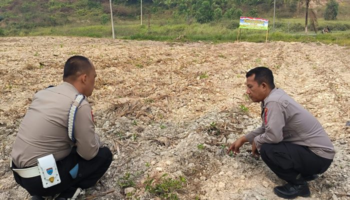 Selama 7 Hari Setelah Tanam, Kanit Binmas dan Kanit Provos Polsek Kerinci Kanan Cek Perkembangan Jagung