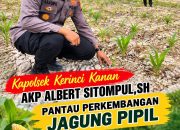 Kapolsek Kerinci Kanan Pantau Perkembangan Jagung Pipil, Dukung Ketahanan Pangan Nasional