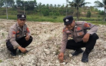 Bhabinkamtibmas Seminai Polsek Kerinci Kanan Pantau Perkembangan Jagung Pipil di Desa Binaan