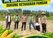 Kapolsek Kerinci Kanan dan PPL Turun Langsung, Perkuat Asta Cita Ketahanan Pangan Melalui Jagung Pipil