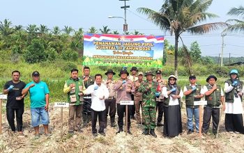 Bersama Wujudkan Ketahanan Pangan, Polsek Kerinci Kanan Bersinergi Tanam Jagung Pipil Kuartal III 2026
