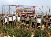 Panen Raya Jagung Pipil 8 Ton di Pangkalan Baru, Polsek Siak Hulu dan KOPPSA M Dukung Ketahanan Pangan