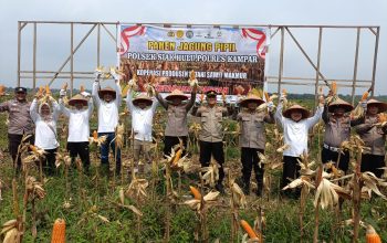 Panen Raya Jagung Pipil 8 Ton di Pangkalan Baru, Polsek Siak Hulu dan KOPPSA M Dukung Ketahanan Pangan