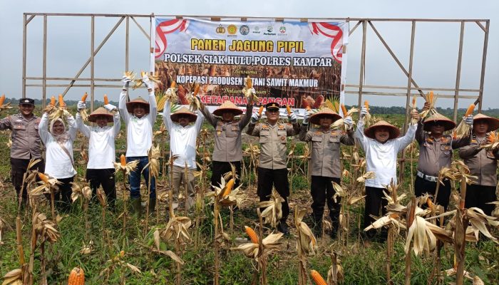 Panen Raya Jagung Pipil 8 Ton di Pangkalan Baru, Polsek Siak Hulu dan KOPPSA M Dukung Ketahanan Pangan